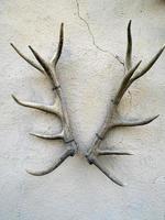 deer antlers on building wall photo