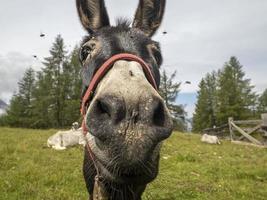 Donkey nose infested with flies photo