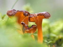 hongo craterellus cornucopioides foto