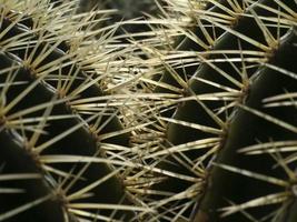 Cactus close up detail photo