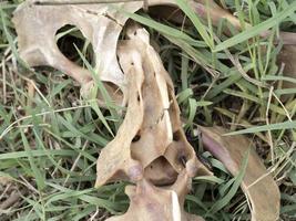 Fallow deer skeleton bones eaten by wold and covered by worms photo