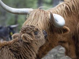 Highlander scotland hairy cow mother and baby newborn calf photo