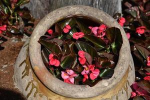 Vase of Farmed colorful outdoor flowers field photo