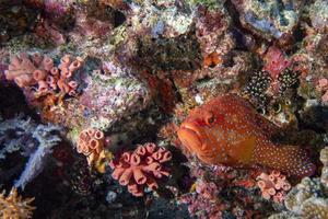 red colorful grouper isolated on indian ocean reef photo