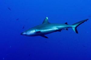 Grey shark ready to attack underwater in the blue photo