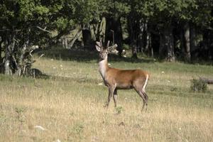 European deer portrait in summer photo