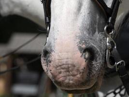 draft working horse close up detail photo