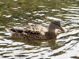 pato salvaje en el lago foto