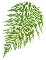 green sprig of fern photo