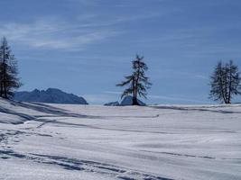 isolated pine tree silhouette on snow in mountains photo