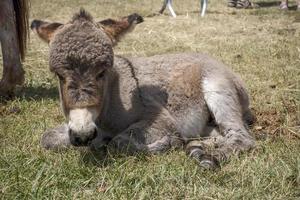 retrato de burro recién nacido mientras descansa foto