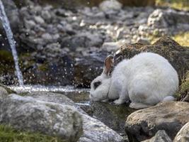 Rabbit while drinking water photo