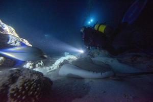 diving in shark and sting ray infested water at night on alimatha maldives site photo