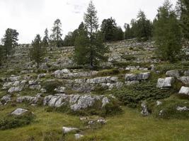 marmota parlamento dolomitas fanes valle foto