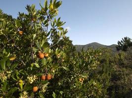 Strawberry fruit tree in Liguria, Italy photo