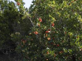 árbol frutal de fresa en liguria, italia foto