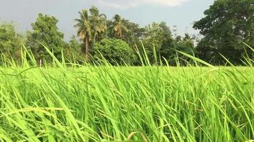 Green rice field with wind blow - beautiful of local nature relax calm peaceful meditation concept video