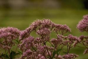 Amazing Flowers in the botanical gardens photo