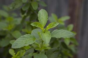 Medicinal basil or green organic tulsi leaves plant photo