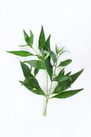 Kariyat Andrographis paniculata fresh green leaves isolated on white background.