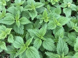 Macro photo green nettle plant background