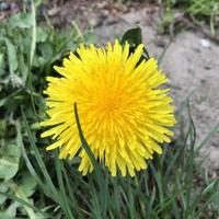 macro photo blooming dandelionn flower