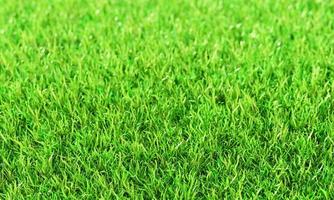 hierba verde o la textura natural de las paredes. vista superior césped verde fresco para fondo, telón de fondo o papel tapiz. las llanuras y los pastos de varios tamaños están limpios y ordenados. foto