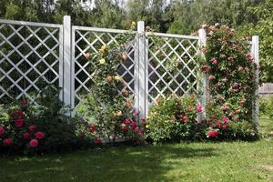 una rosa blanca, roja en el parque, grandes arbustos de hermosas rosas. foto