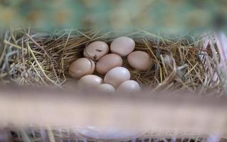 huevos de gallina en nido de heno foto