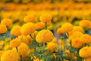 campos de flores de caléndulas naranjas, enfoque selectivo foto