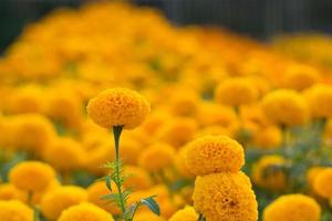 campos de flores de caléndulas naranjas, enfoque selectivo foto