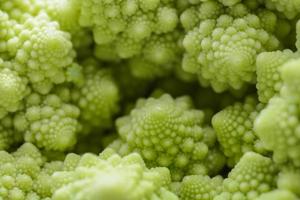 Roman cauliflower isolated on white background, it is an edible flower bud of the species Brassica oleracea. First documented in Italy, it is chartreuse in color. photo