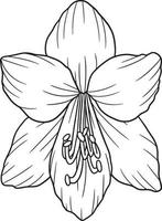 Amaryllis Flower Coloring Page for Adults vector