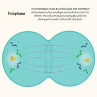 Telophase of mitosis vector