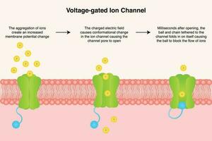 Voltage-gated ion channel diagram vector