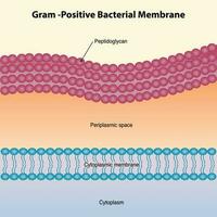 diagrama de membrana de bacterias grampositivas vector