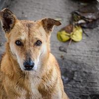 Street dog searching for some amazing food, Dog in old delhi area Chandni Chowk in New Delhi, India, Delhi Street Photography photo