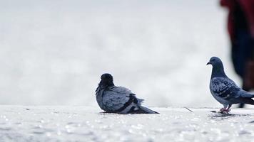 Tiervogel Tauben in der Natur video