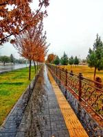 Branches of autumn trees photo