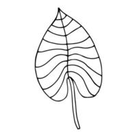 Tropical palm leave in sketch style, isolated vector illustration. Leave of palm tree in linear doodle style. Botanical minimalist print of exotic leave, sketch design.