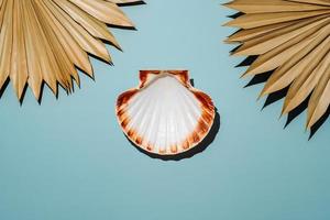 Scallop seashell on blue background with dry palm leaves photo