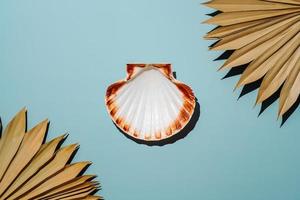 Scallop seashell on blue background with dry palm leaves photo