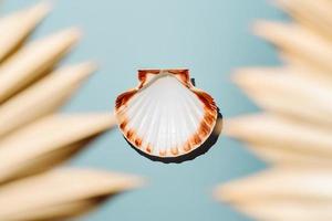 Scallop seashell on blue background with dry palm leaves photo