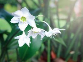 Amazon lily, Eucharis lily, Eucharis grandiflora, beautiful white flowers of a tropical plant with green leaves blooming in summer garden photo