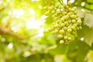 vid y racimo de uvas verdes en el jardín de la viña. foto