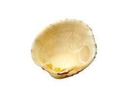 Mollusk shells isolated on white background. Oyster with white background photo