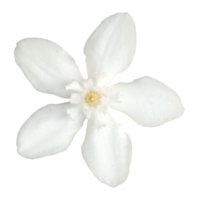 flor branca natureza ilustração clipart imagem transparente linda