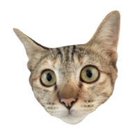 cara de gato linda descarga gratuita imagen transparente ilustración clipart mascota vida silvestre png
