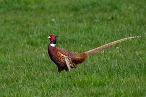 Faisán ringnecked phasianus colchicus cerca de orlock punto de Irlanda del Norte, reino unido foto