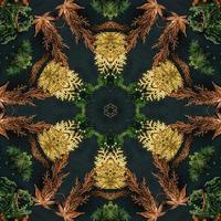 Dark green abstract rectangular background. Spruce kaleidoscope pattern. Free background. photo